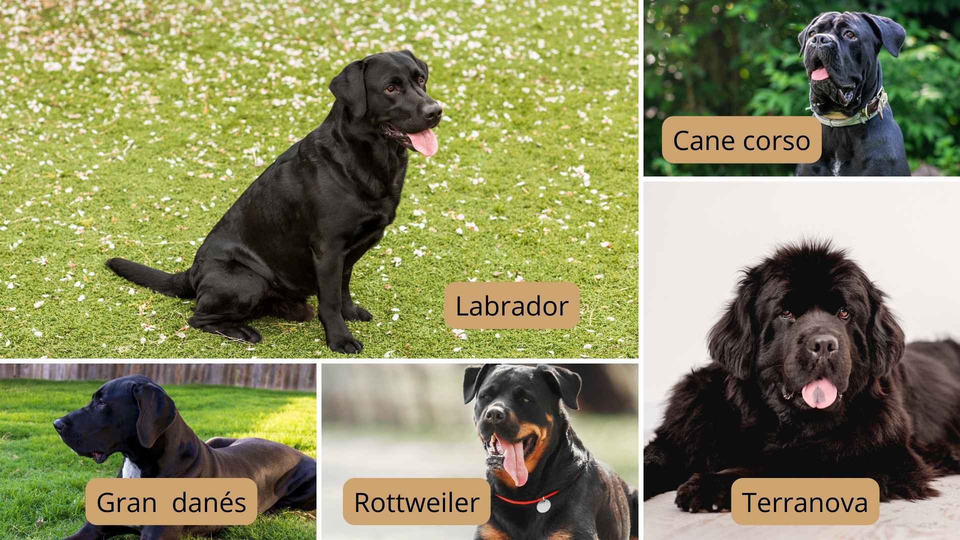 collage razas perros negros tamaño grande